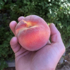 Peaches & Nectarines