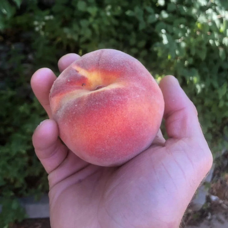 Peaches & Nectarines