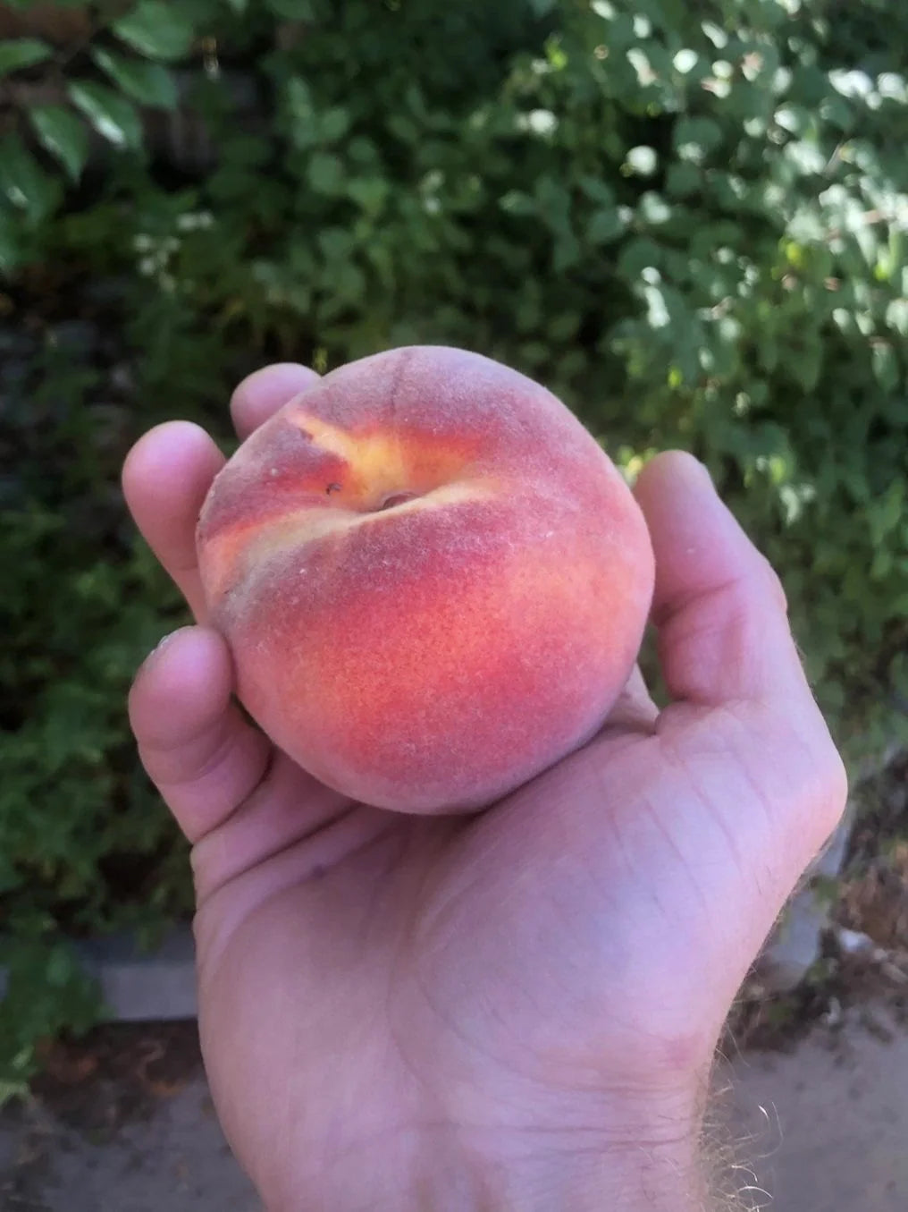 A ripe Contender peach held in hand