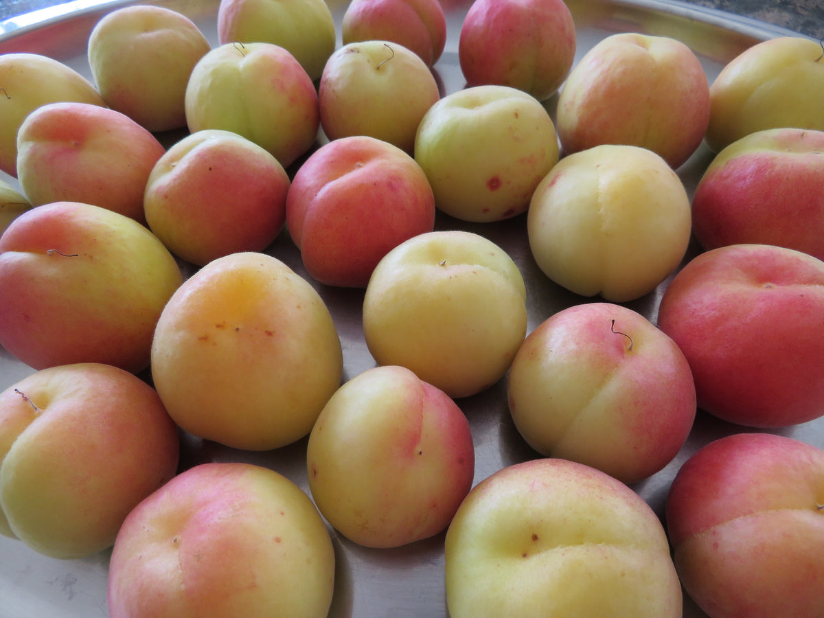 Representative photo of pale, blushed apricots, not Corbett itself