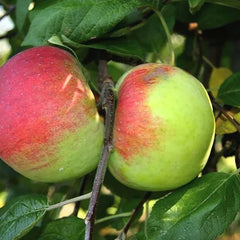 Apples