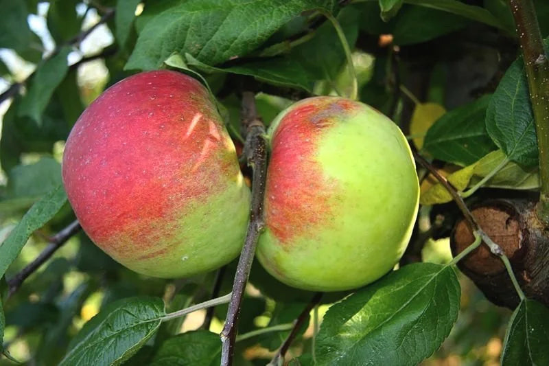 Apples