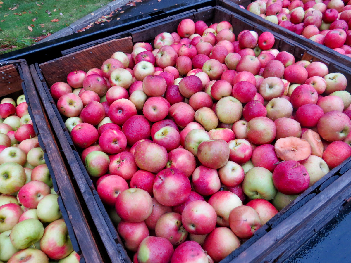 Bins of freshly picked Cortland apples