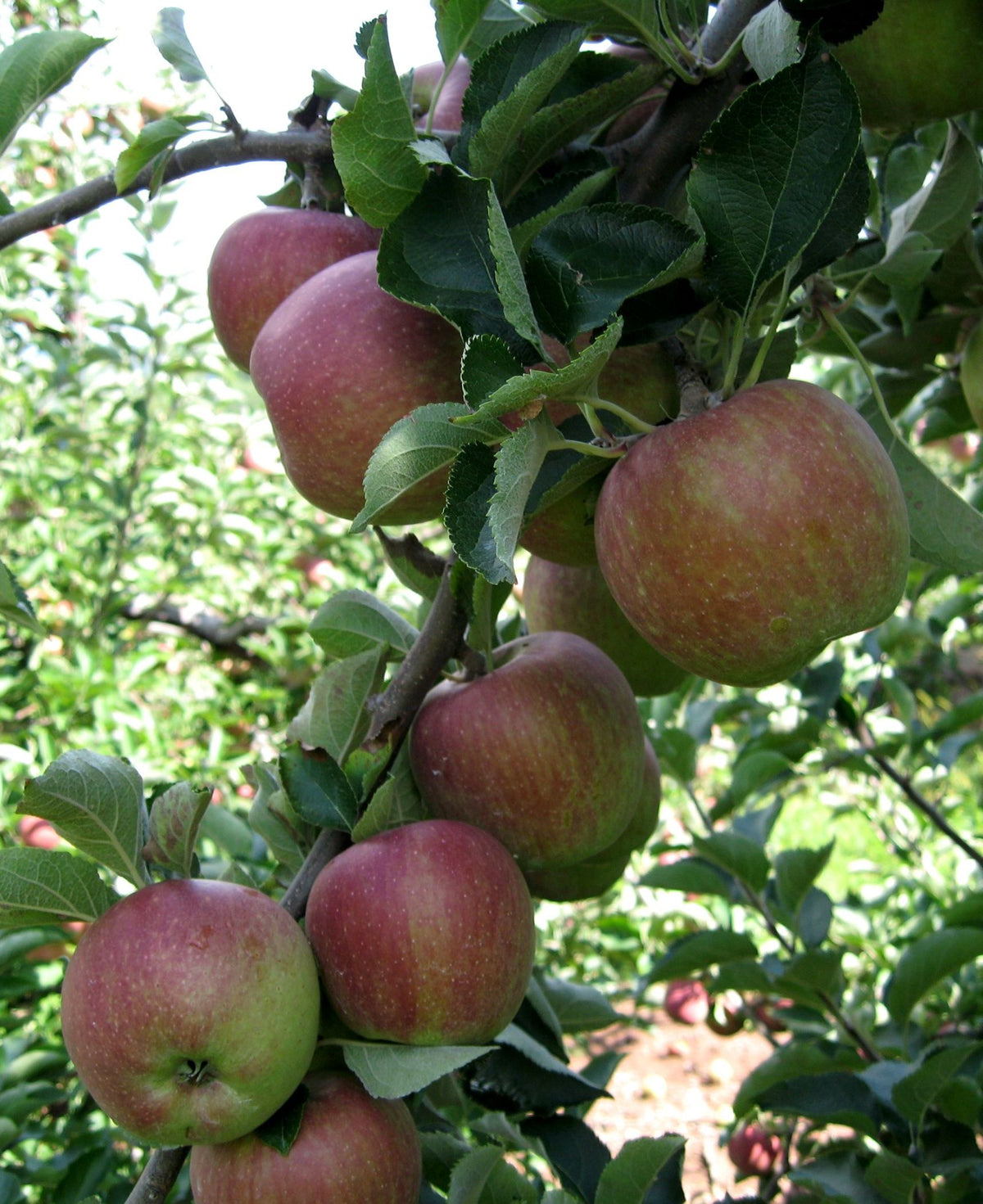 Cortland apples ripening on the branch