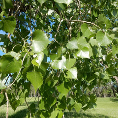 Cottonwood Tree