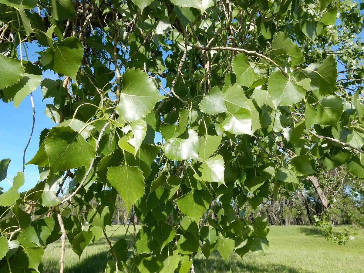 Cottonwood branches in full summer leaf