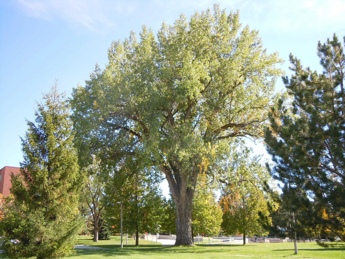 A mature cottonwood tree in a green park setting