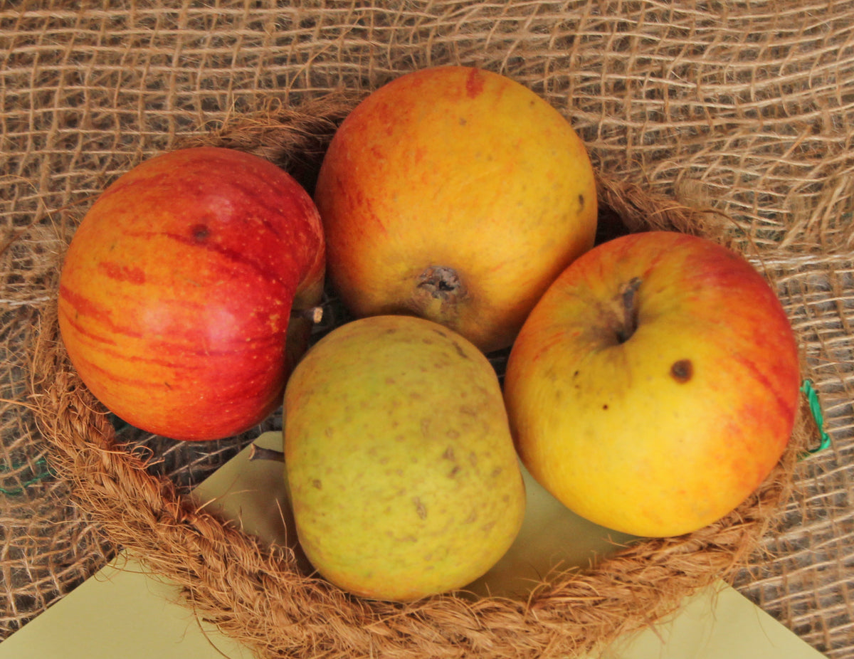 Cox's Orange Pippin apples in a basket