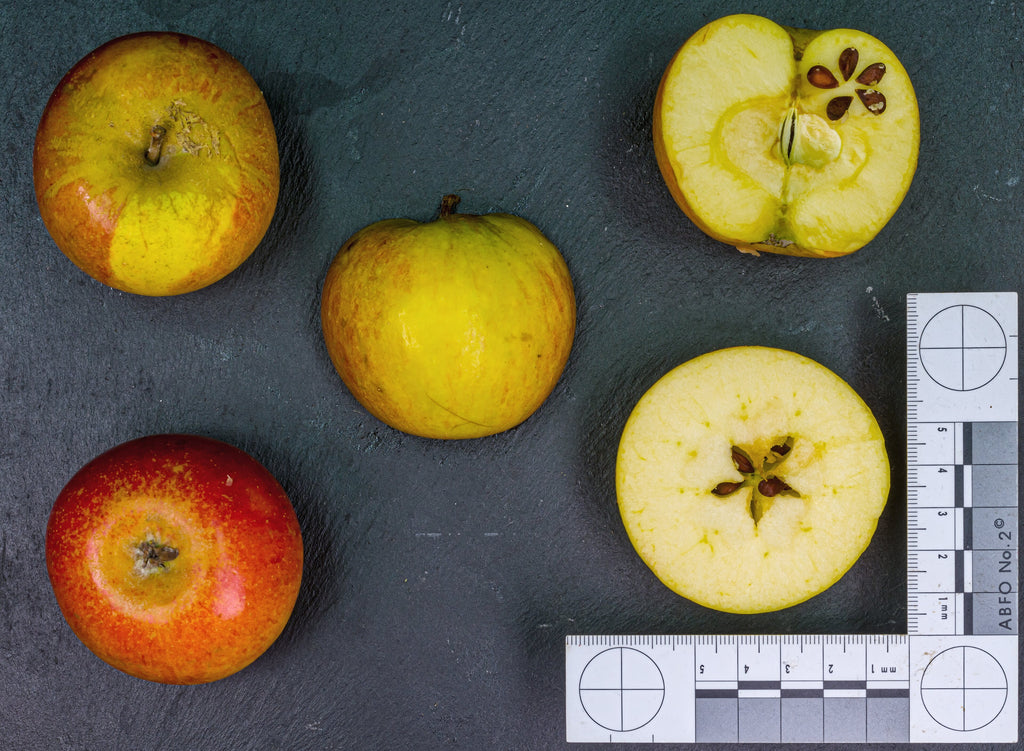 Cox's Orange Pippin apples whole and cut open