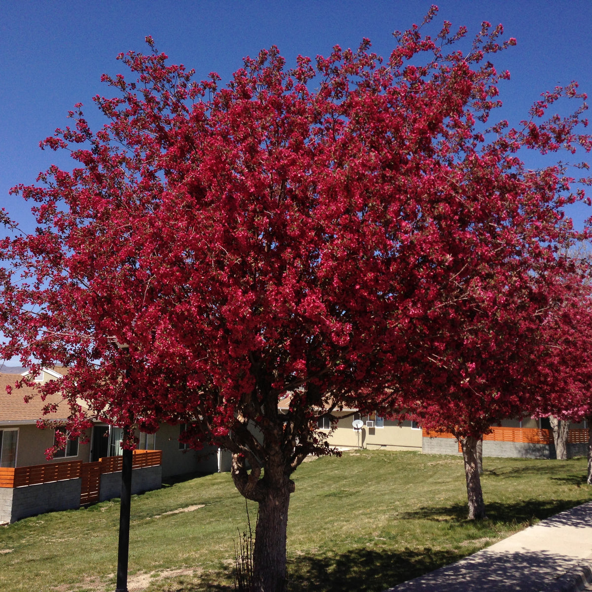 Red Splendor Crabapple (Bundle of 2) | Spring 2027