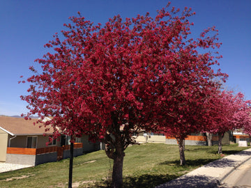 Representative photo of a crabapple tree in full rosy-pink bloom, not Red Splendor itself