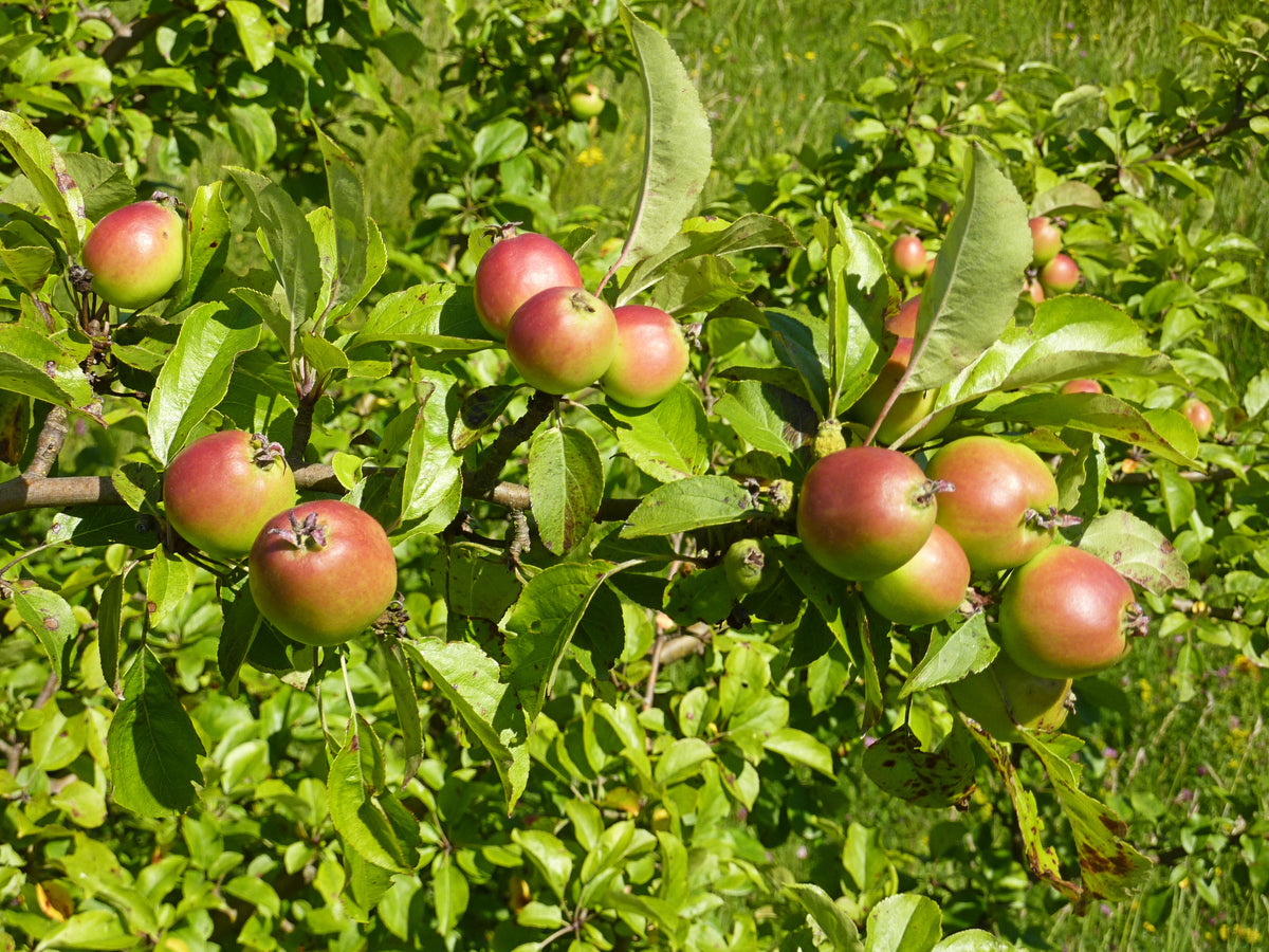 Representative photo of ripe red-blushed crabapples on the branch, not Whitney itself