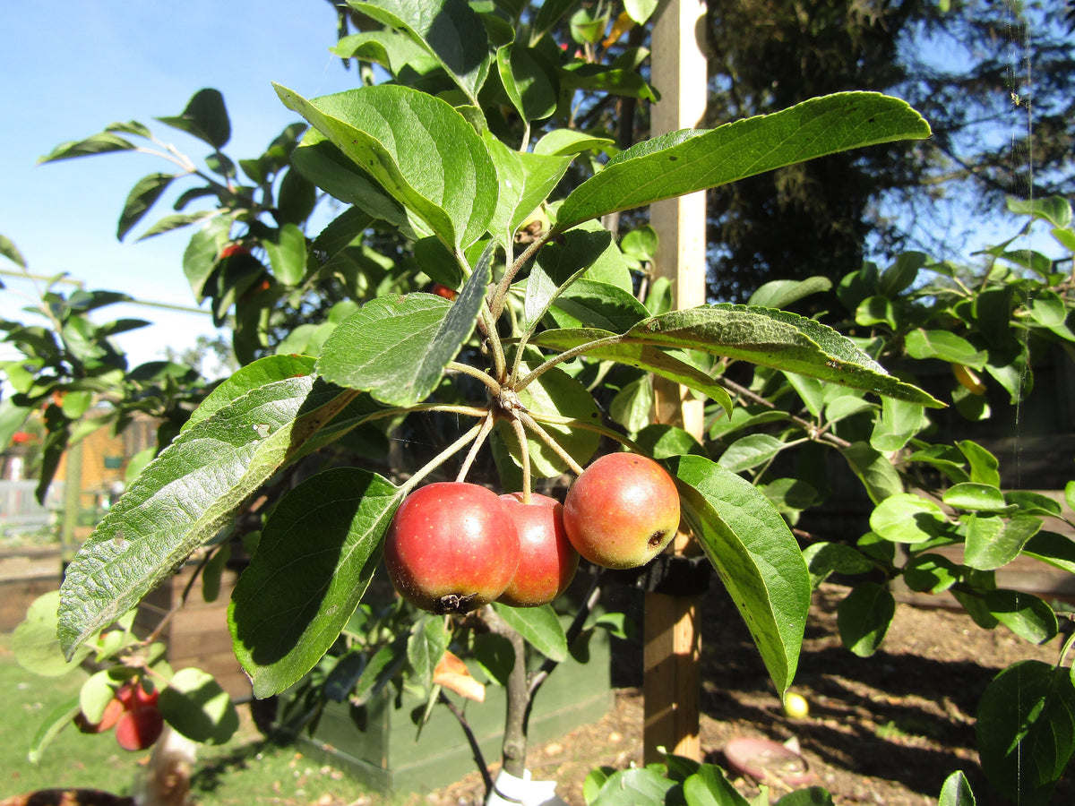 Representative photo of yellow crabapples washed with orange-red on the branch, not Trail itself