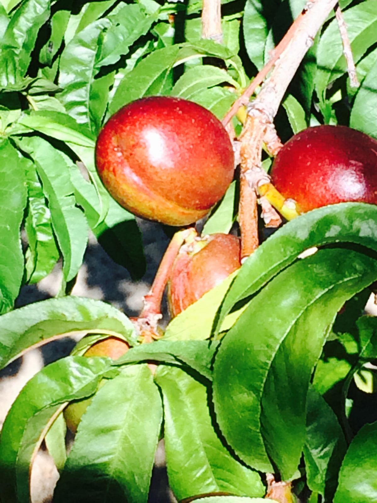 Representative photo of crimson red nectarines on the tree, not Flavortop itself