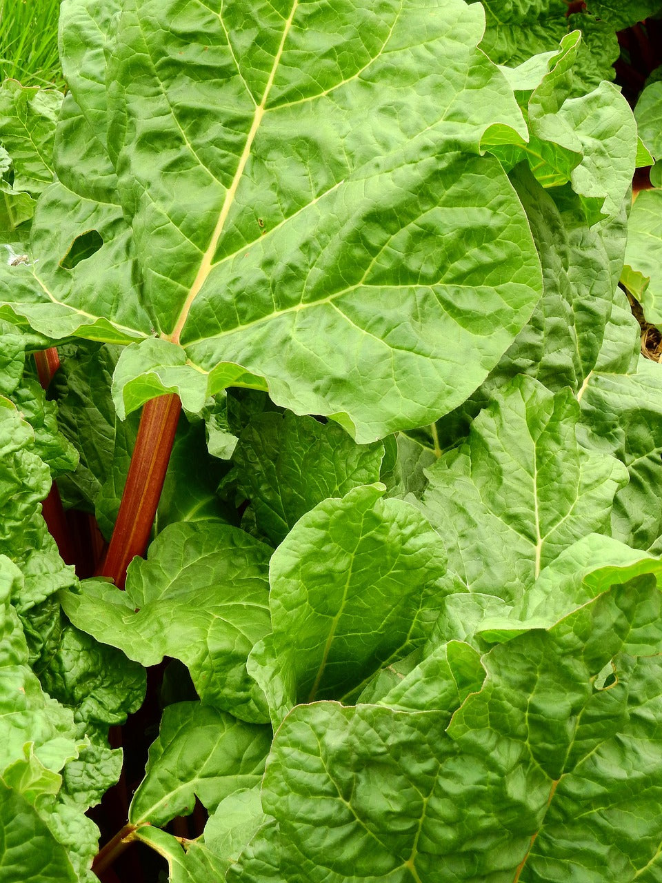 A Crimson Red rhubarb stalk among broad green leaves