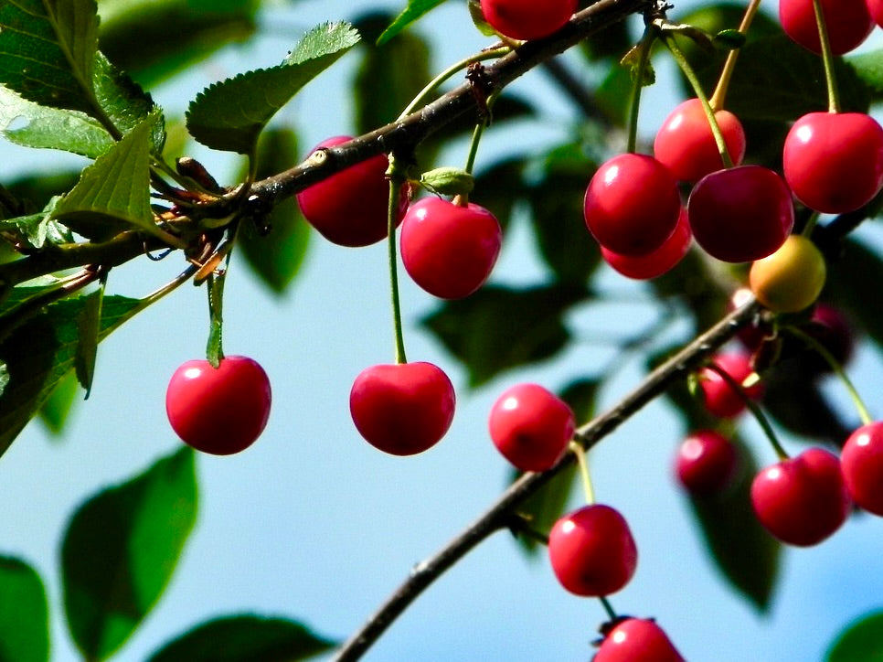 Cutie Pie dwarf cherries ripening on the branch