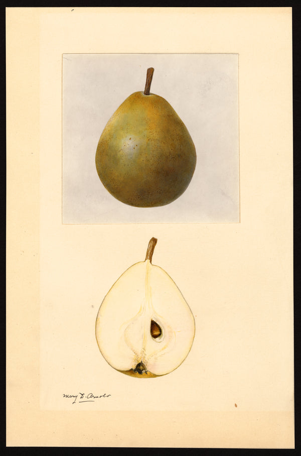 Dana Hovey Pear