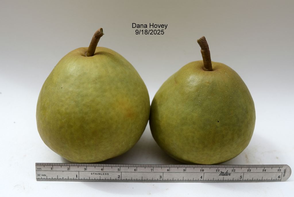 Two harvested Dana Hovey pears beside a ruler