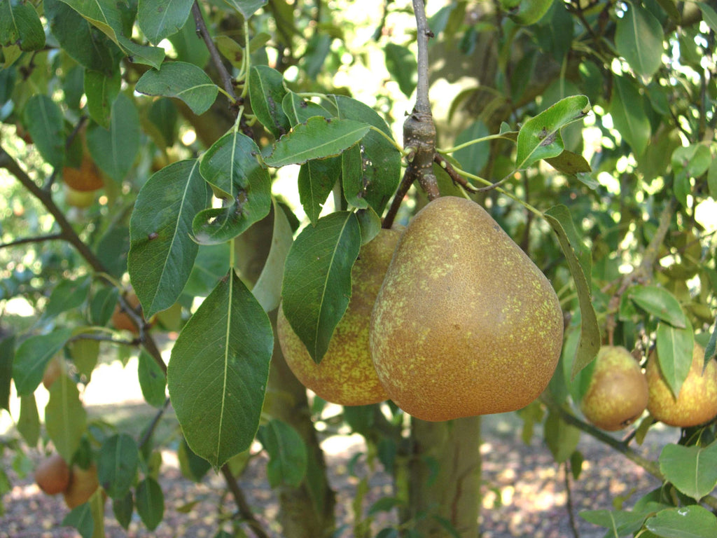 Dana Hovey pears hanging in the tree