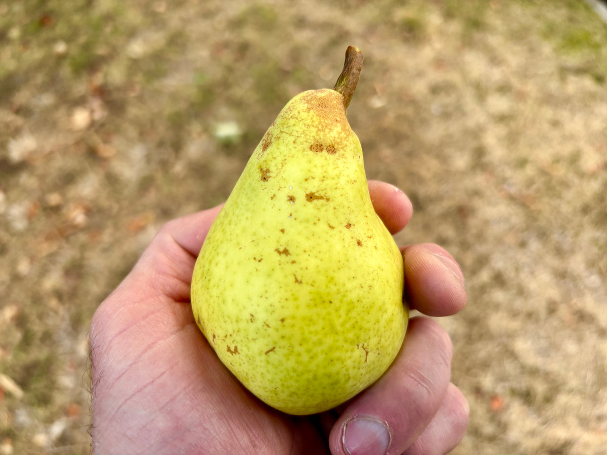 A ripe D'Anjou pear held in hand