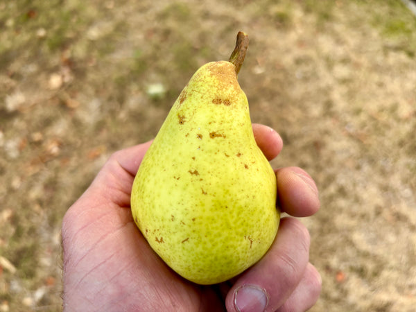 D'Anjou Pear