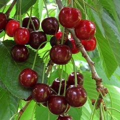 Danube Tart Cherry