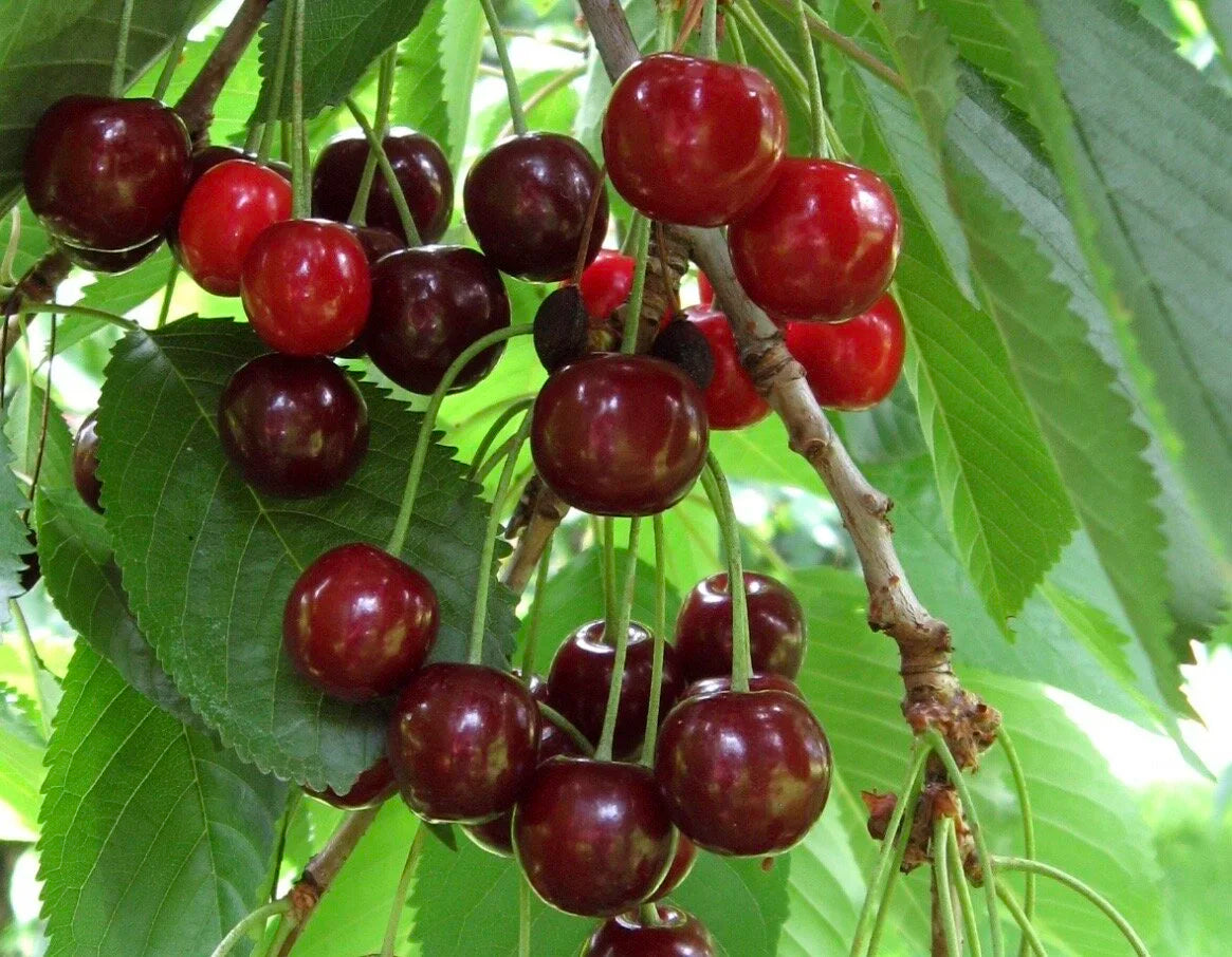 Ripe Danube tart cherries hanging on the branch