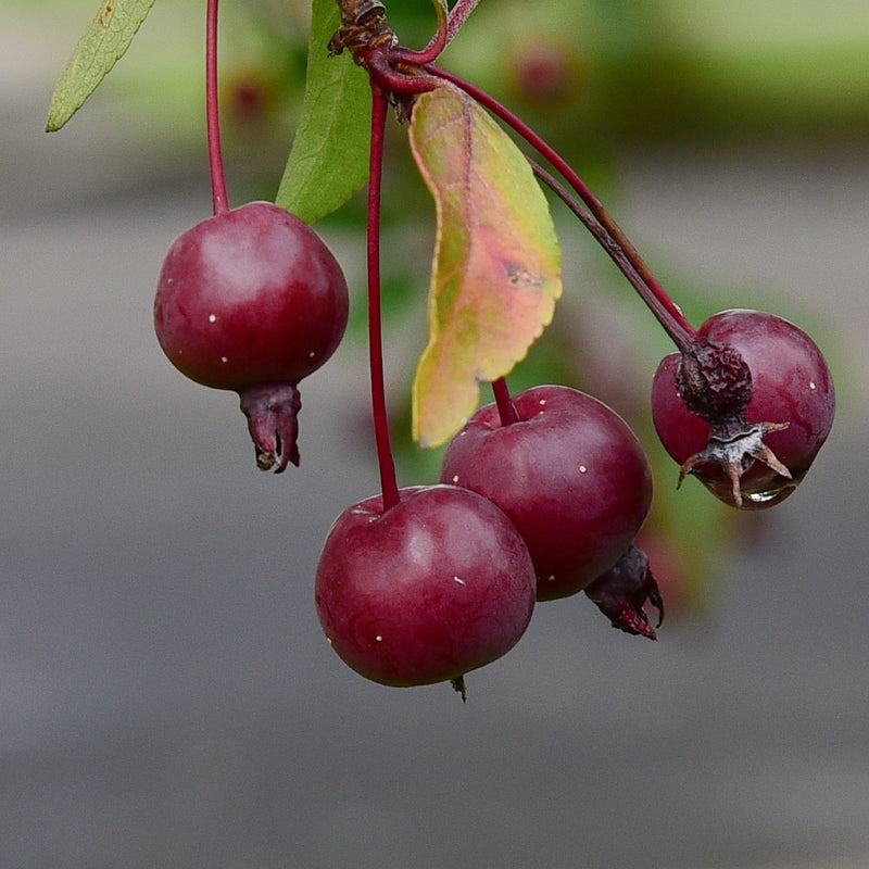 Hyslop Crabapple (Spring 2027)