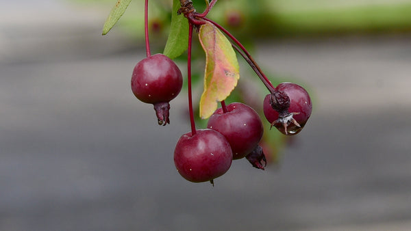 Hyslop Crabapple (Spring 2027)