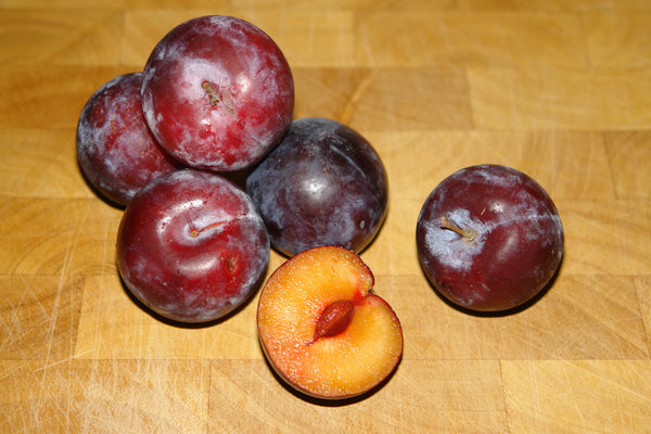 Kahinta Plum (Spring 2027)