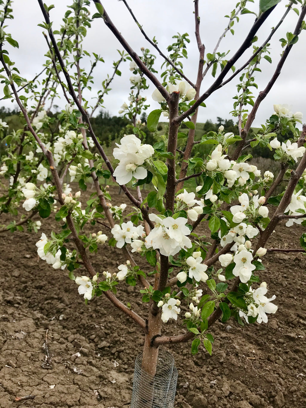 The Dearborn's Unknown apple tree in full white bloom