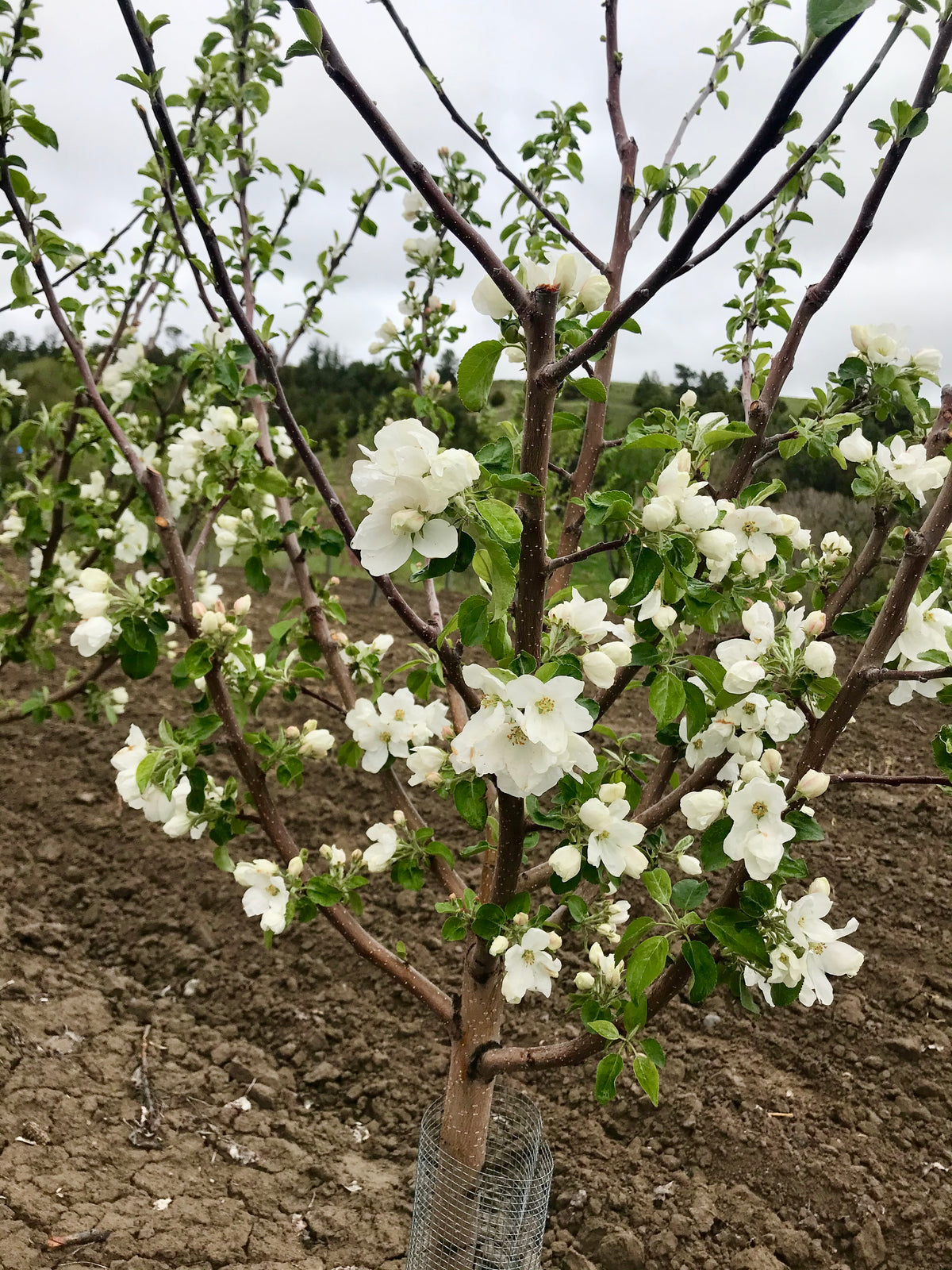 The Dearborn's Unknown apple tree in full white bloom