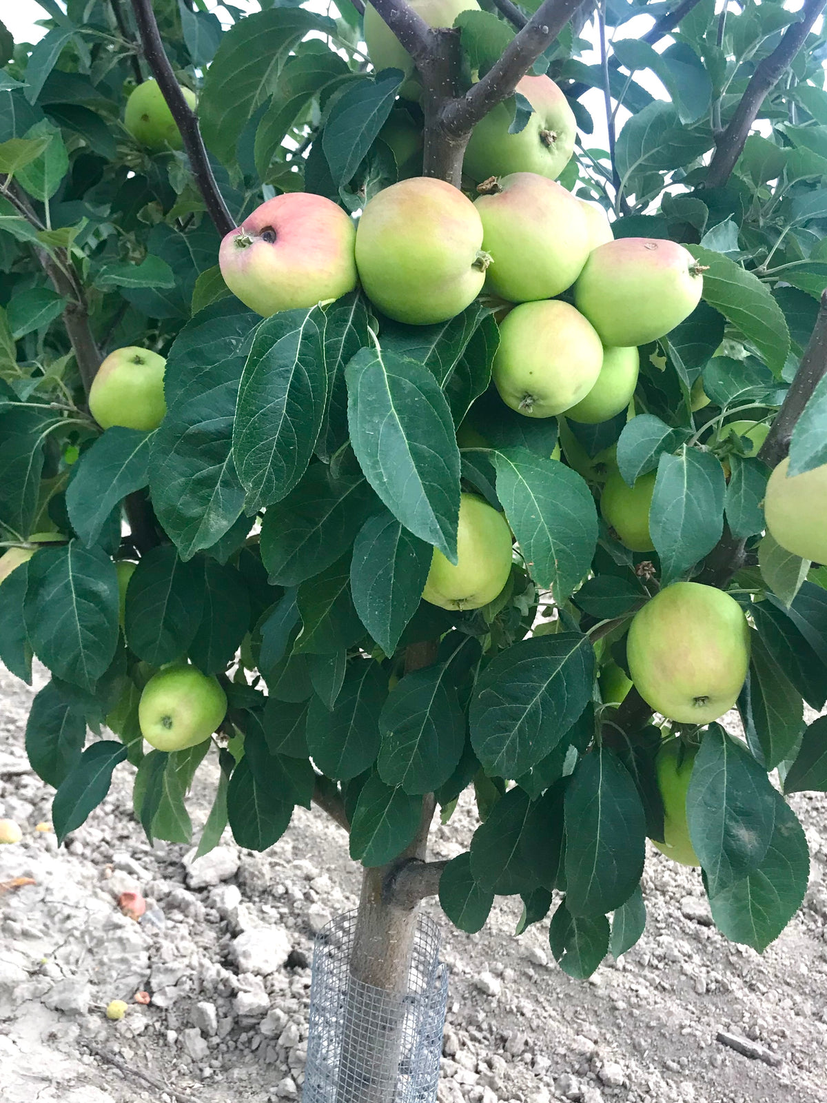 Dearborn's Unknown apples ripening on the tree