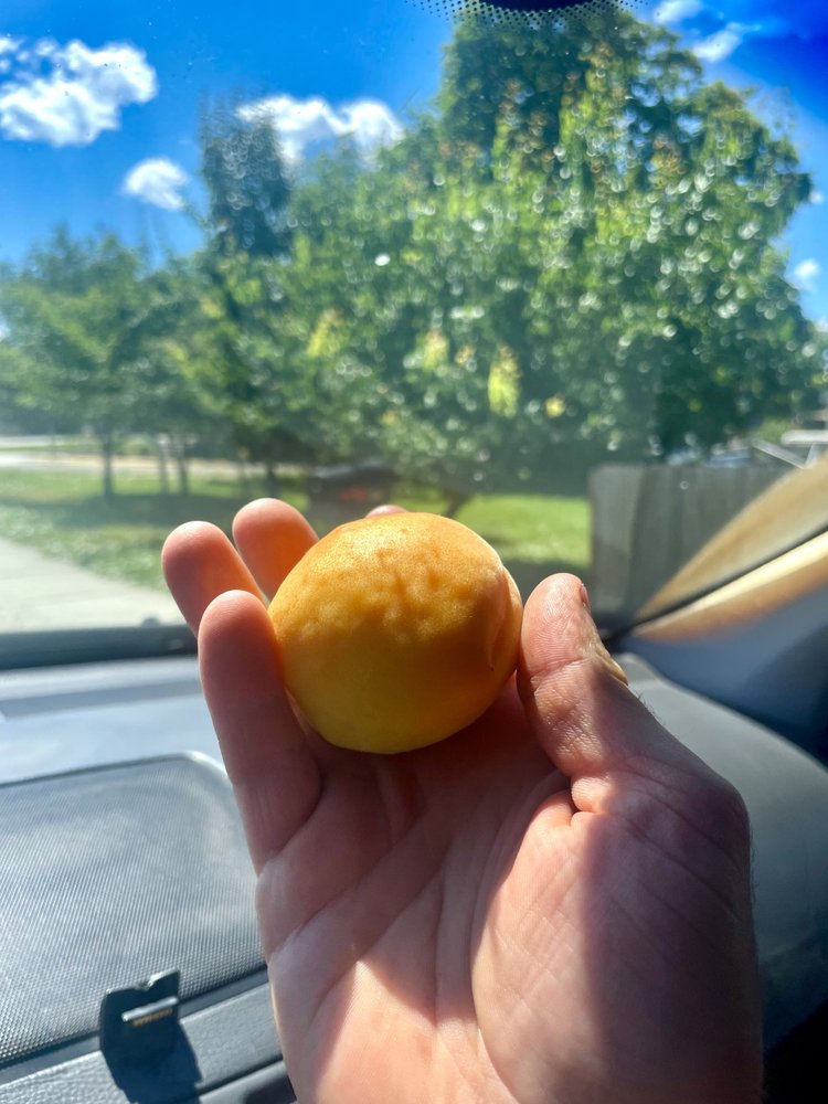 A ripe Debbie's Gold apricot held in hand