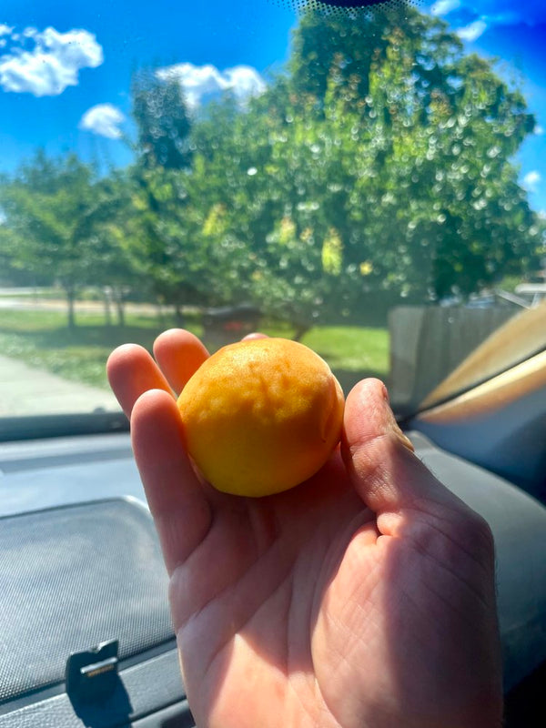 Debbie's Gold Apricot