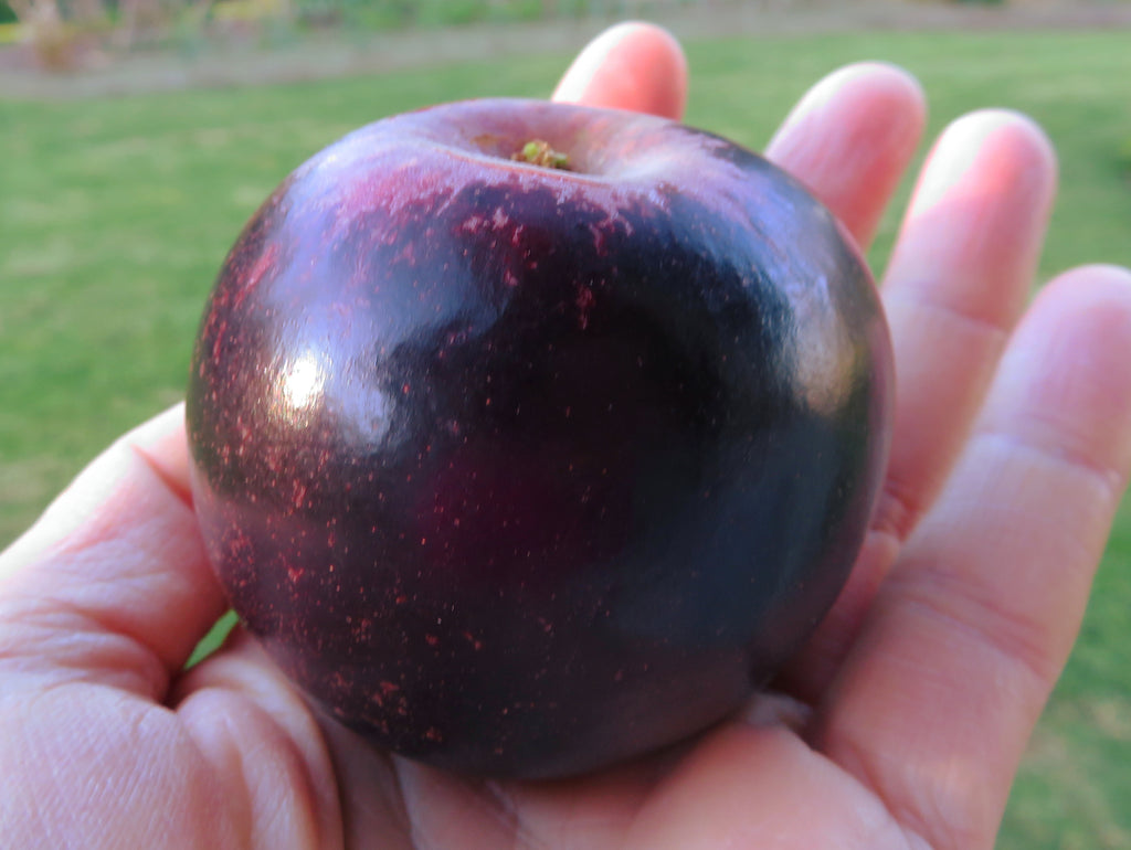 Representative photo of a deep maroon King David apple with pale dots, not Swiss Limbertwig itself