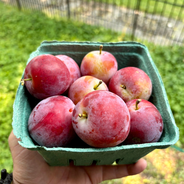 A basket of freshly picked Deluge plums