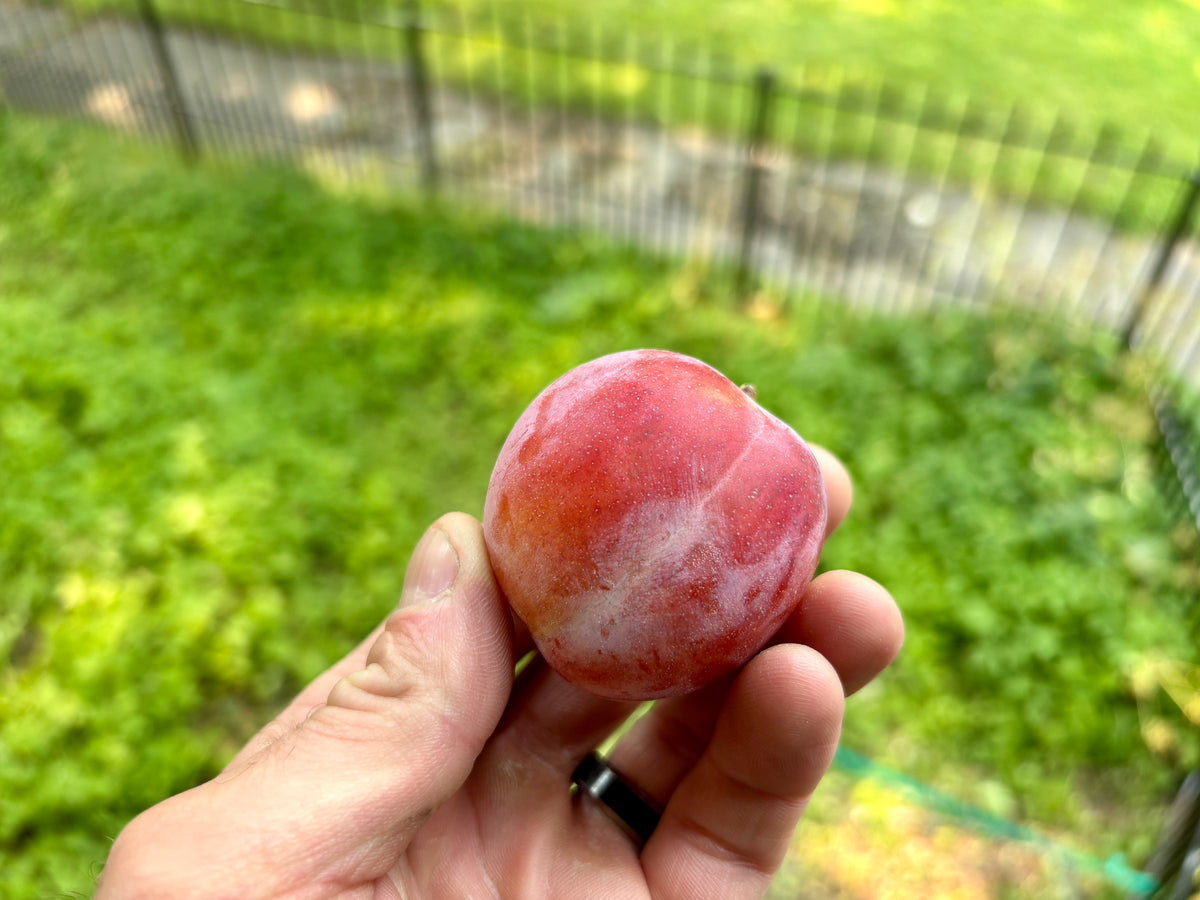 A ripe Deluge plum held in hand