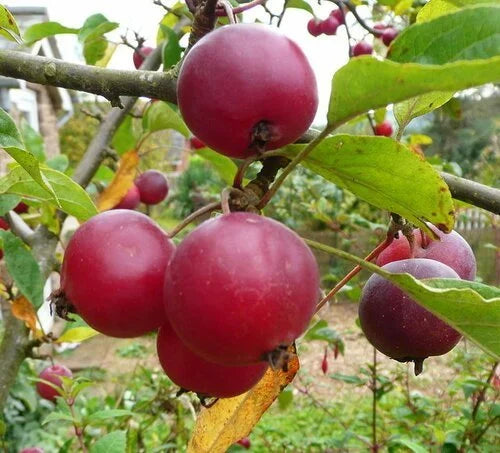 Dolgo crabapples ripening on the branch