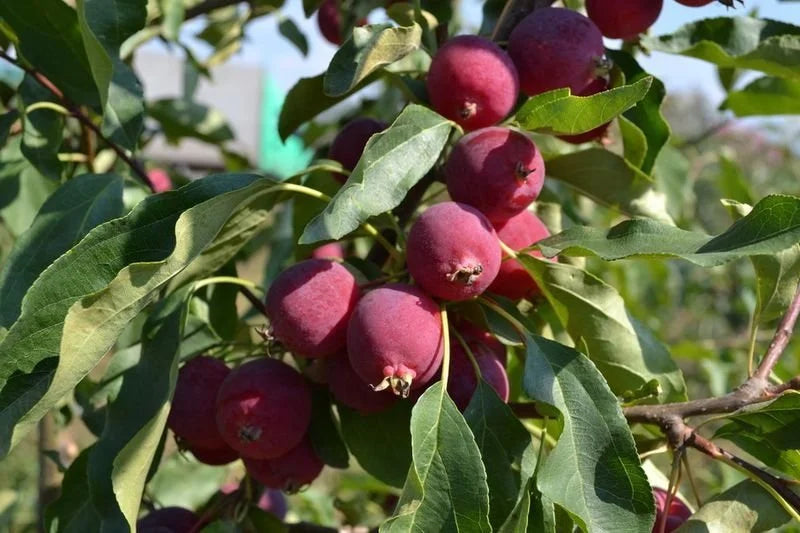A Dolgo crabapple tree loaded with fruit