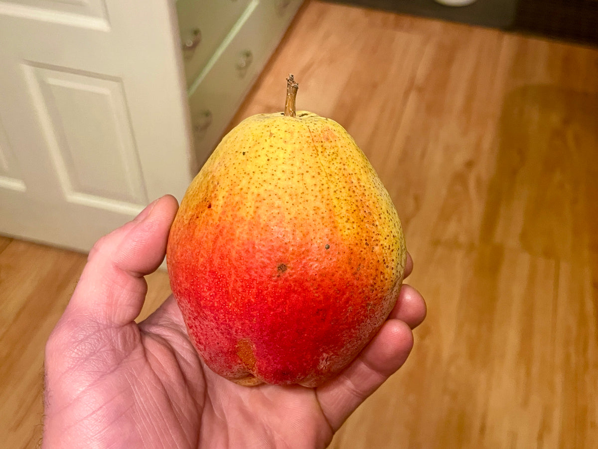 A ripe Douglas pear held in hand