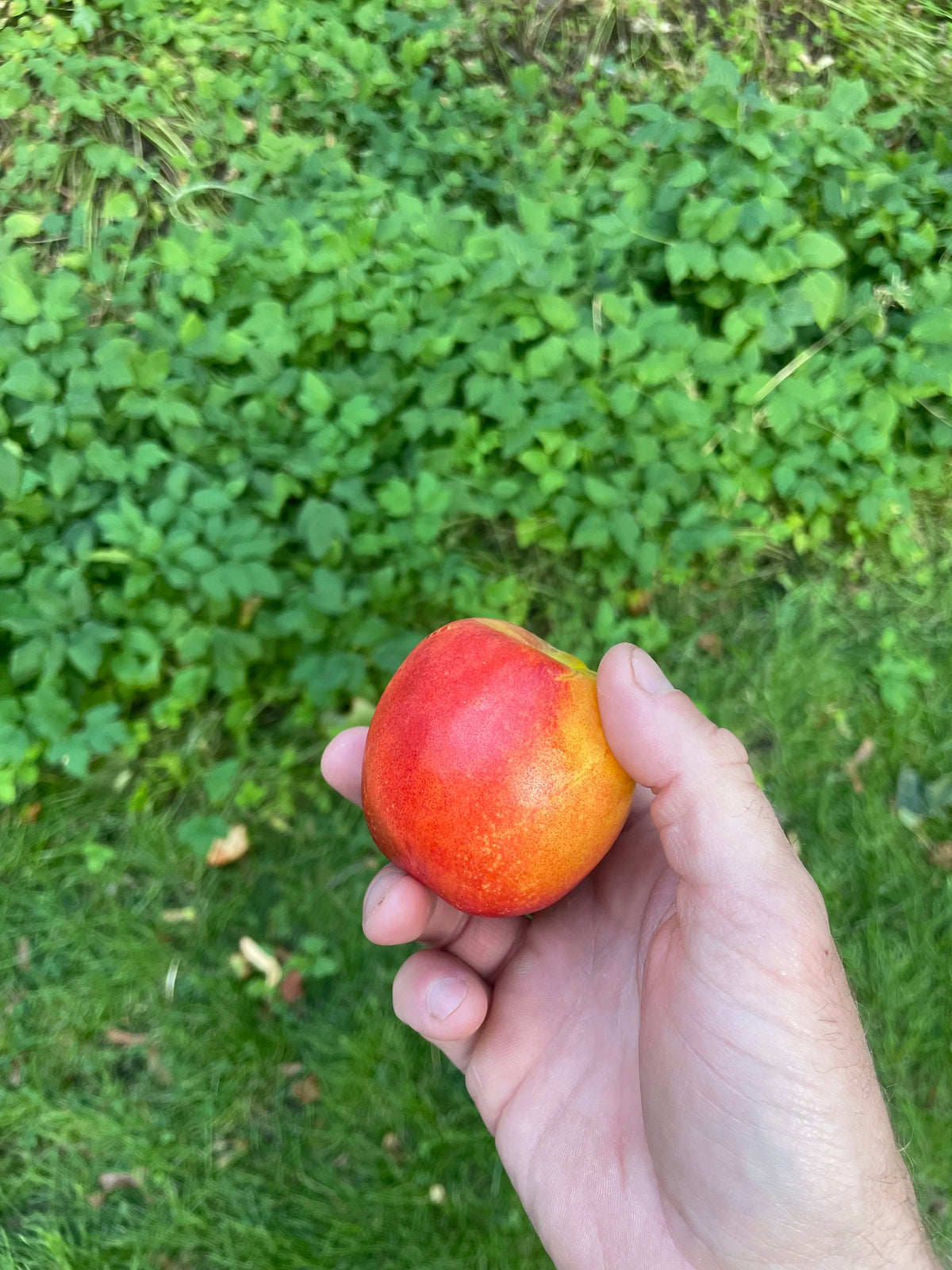 A ripe Doug's Big Red Juicy nectarine held in hand