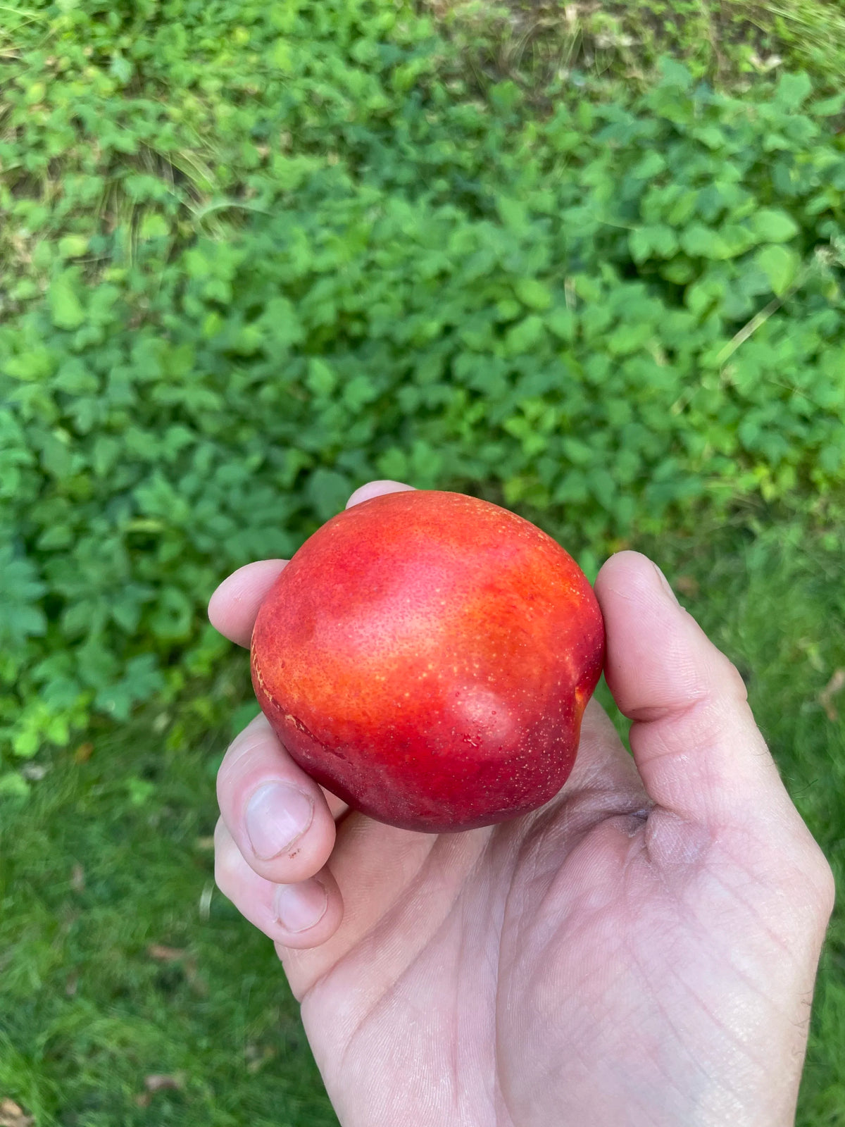 A large Doug's Big Red Juicy nectarine held in hand