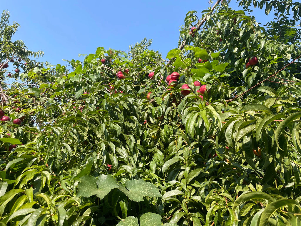 Doug's Big Red Juicy nectarine trees in the orchard