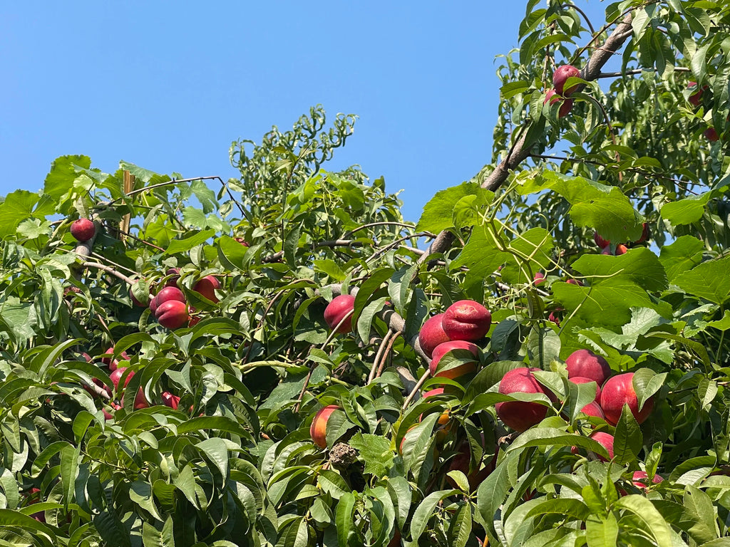A Doug's Big Red Juicy nectarine tree loaded with ripening fruit