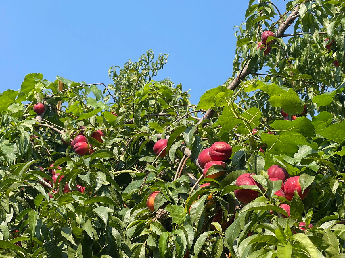A Doug's Big Red Juicy nectarine tree loaded with ripening fruit