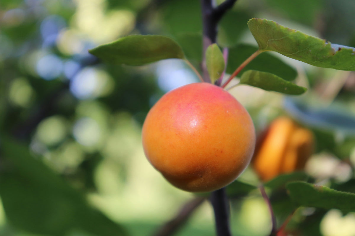 A Dr 606 apricot ripening on the branch