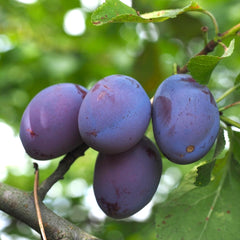 Plums