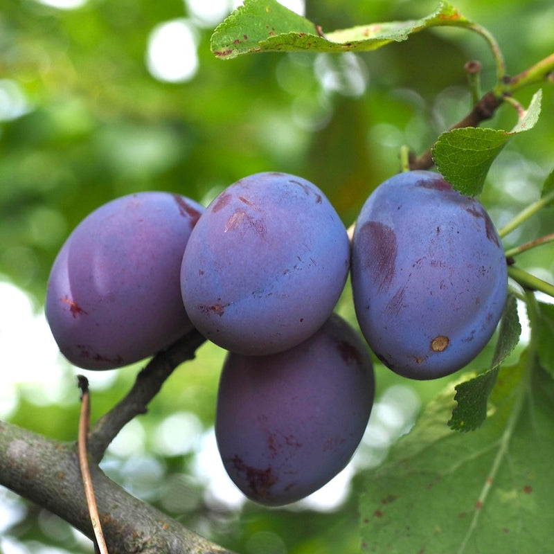 Plums