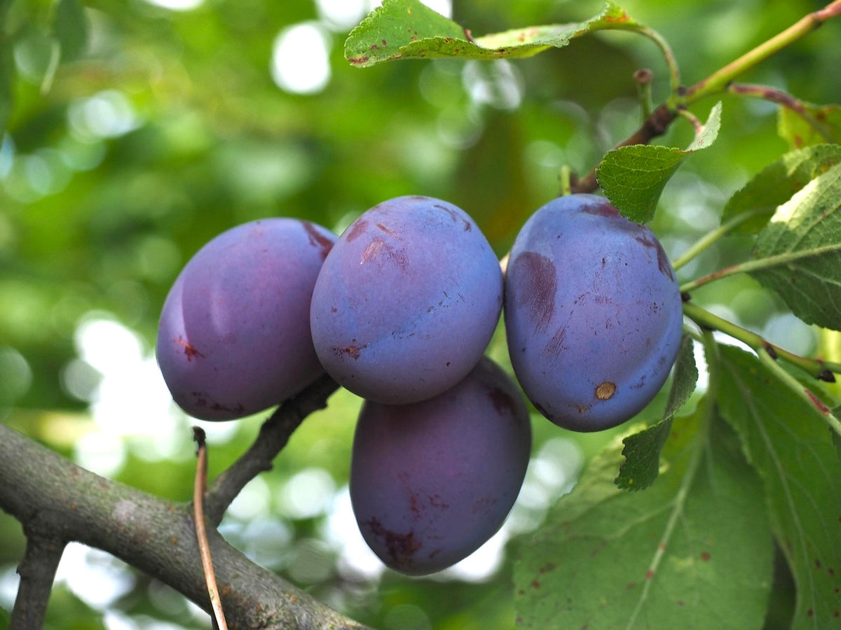 Early Italian plums ripening on the branch